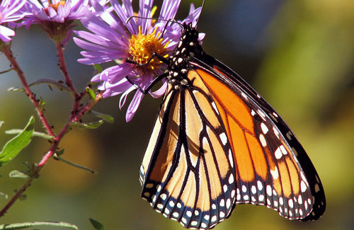 Las escamas de una mariposa monarca